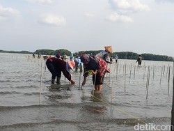 600 Ribu Hektare Kawasan Pantai Rusak, Paling Parah Papua-Maluku