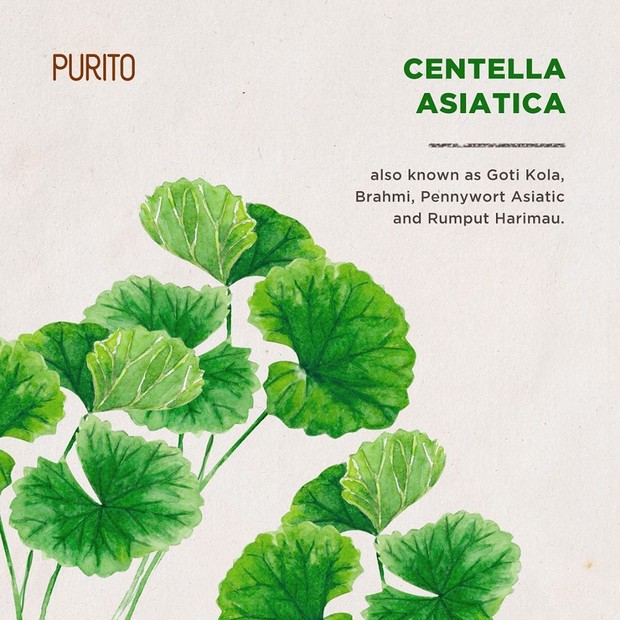 Kandungan centella green pada produk sunscreen PURITO.