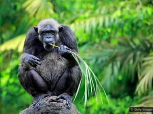 3 Simpanse Kabur di Kebun Binatang Swedia Ditembak Mati 3 Simpanse Kabur di Kebun Binatang Swedia Ditembak Mati
