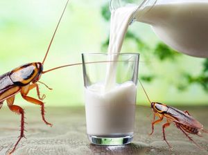Susu Kecoak Disebut Bisa Jadi Alternatif Pangan Masa Depan Susu Kecoak Disebut Bisa Jadi Alternatif Pangan Masa Depan