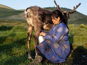 Susu Kecoa dan Susu Rusa, 5 Susu Ini Bukan Berasal dari Sapi