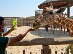 Taman Safari Dubai yang Dibangun di Bekas TPA Itu Buka Lagi