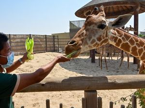 Taman Safari Dubai yang Dibangun di Bekas TPA Itu Buka Lagi Taman Safari Dubai yang Dibangun di Bekas TPA Itu Buka Lagi