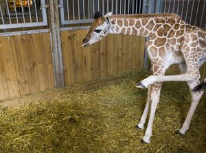 Kebun Binatang Ini Kedatangan Bayi Jerapah Langka