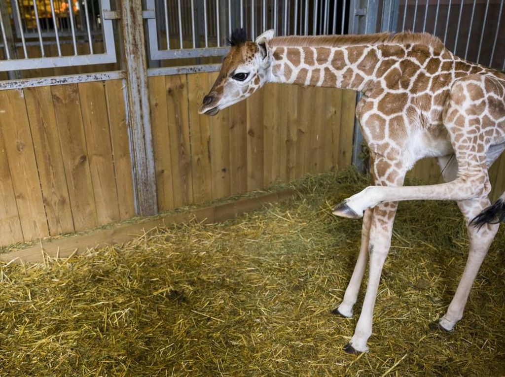 Kebun Binatang Ini Kedatangan Bayi Jerapah Langka Kebun Binatang Ini Kedatangan Bayi Jerapah Langka
