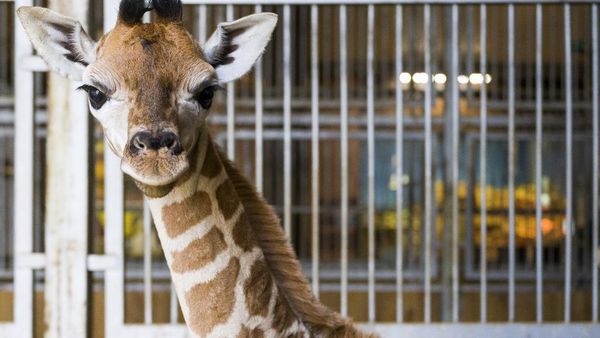 Jerapah Langka Baru Saja Lahir!