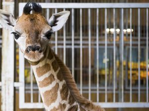 Jerapah Langka Baru Saja Lahir!