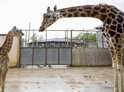 Sedih, 2 Jerapah Langka di Kenya Mati Kesetrum Kabel Listrik