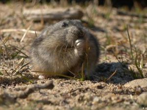 Apa yang Kita Pelajari dari Tikus Lucu Arktik ini?