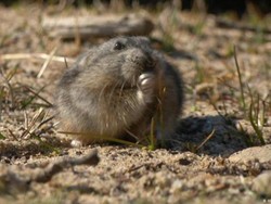 Apa yang Kita Pelajari dari Tikus Lucu Arktik ini?