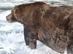 747 Adalah Beruang Cokelat Tergemuk 2020