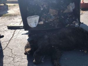 Kasihan! Cari Makan Jelang Hibernasi, Beruang Ini Terjebak di Tong Sampah