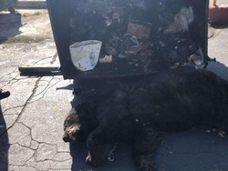 Kasihan! Cari Makan Jelang Hibernasi, Beruang Ini Terjebak di Tong Sampah