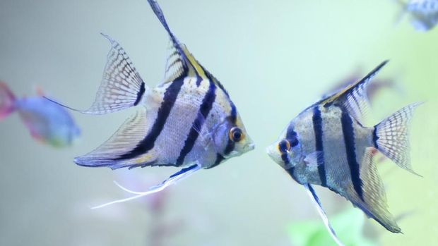 angelfish angelfish
