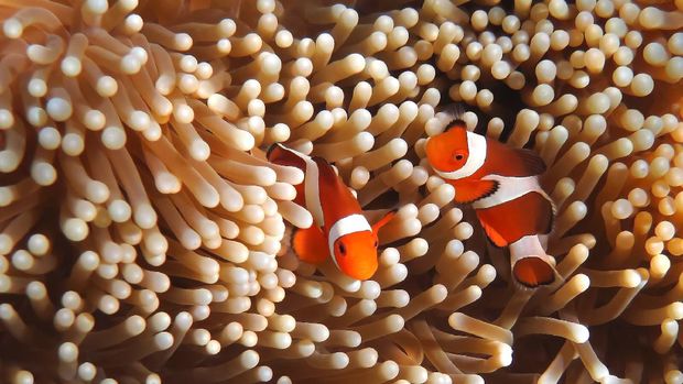 clownfish