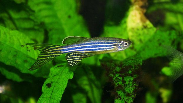 Ikan Hias Kecil Yang Cantik : 12 Jenis Ikan Hias Air Tawar Yang Mudah