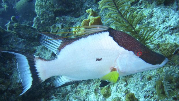 ilustrasi ikan hias coral hogfish