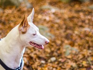 Viral Anak Kejang-kejang dan Tak Mau Minum gegara Digigit Anjing Rabies Viral Anak Kejang-kejang dan Tak Mau Minum gegara Digigit Anjing Rabies