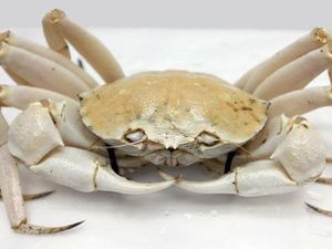 Kepting Australia Seharga Rp 3 Juta Per Ekor Kebal dari Dampak COVID-19