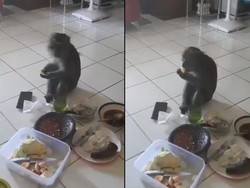 Santuy! Monyet Ini Masuk ke Dalam Rumah Untuk Ikut Ngerujak