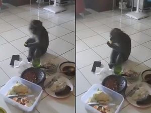 Santuy! Monyet Ini Masuk ke Dalam Rumah Untuk Ikut Ngerujak Santuy! Monyet Ini Masuk ke Dalam Rumah Untuk Ikut Ngerujak