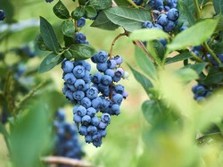 Benarkah Buah Blueberry Berwarna Biru? Ini Faktanya