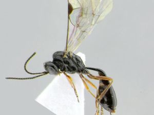 Nama Tawon Parasit Ini Terinspirasi COVID-19