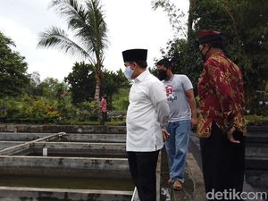 Omzet Pengusaha Ikan Koi Banyuwangi Naik 25 Persen Selama Pandemi