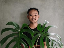 Anak Milenial Petani Monstera