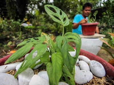 Wow, Harga Janda Bolong Tembus Rp 95 Juta Lho