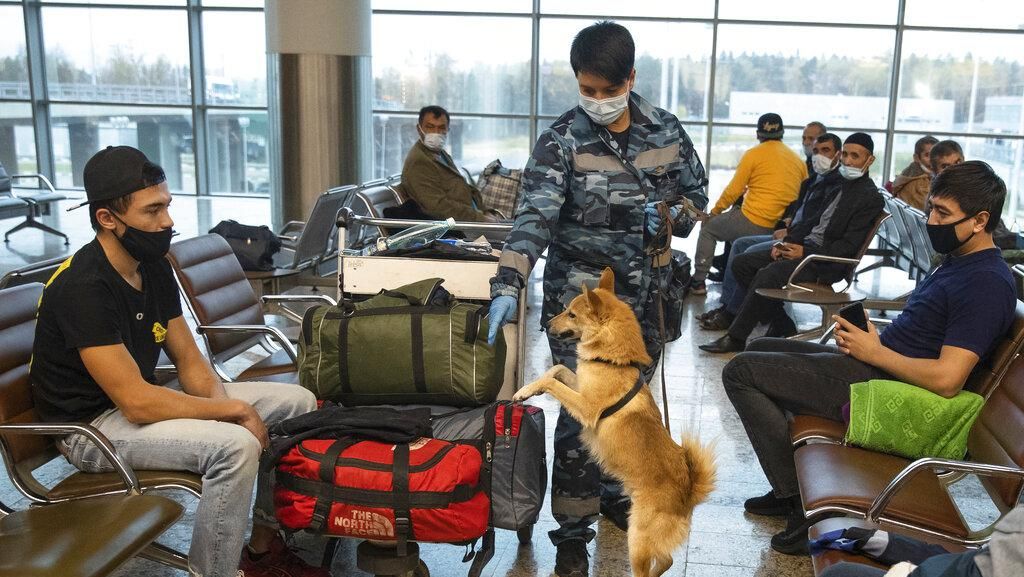 Begini Lho Proses Latihan Anjing Pendeteksi Corona di Rusia
