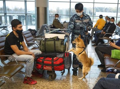 Begini Lho Proses Latihan Anjing Pendeteksi Corona di Rusia