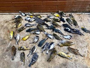 Terjadi Lagi, Burung Mati Misterius Berjatuhan dari Langit Terjadi Lagi, Burung Mati Misterius Berjatuhan dari Langit