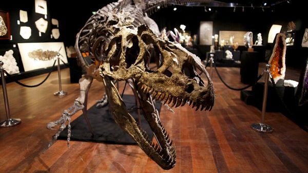 Fantastis! Kerangka Dinosaurus Ini Dilelang Jutaan Euro
