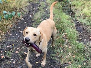 Malunya Wanita Ini, Ajak Anjing Jalan-jalan Sambil Gigit Dildo