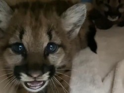 Kasihan, Dua Bayi Singa Ini Kehilangan Induknya Karena Kebakaran