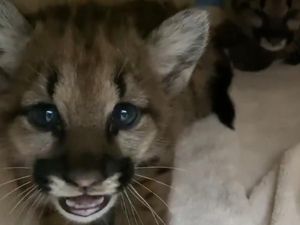 Kasihan, Dua Bayi Singa Ini Kehilangan Induknya Karena Kebakaran Kasihan, Dua Bayi Singa Ini Kehilangan Induknya Karena Kebakaran