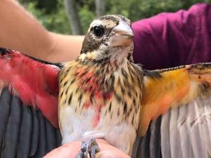 Burung Langka, Setengah Jantan Separuh Betina
