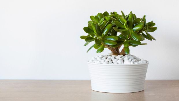 houseplant Crassula ovata jade plant money tree in white pot