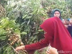 Cobain Deh, Makan dan Petik Buah Kelengkeng yang Legit Langsung dari Pohon