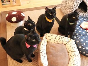 Nekobiyaka, Kafe Khusus Kucing Hitam Satu-satunya di Dunia