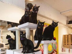 Kucing Pernah Dianggap sebagai Simbol Hal Buruk, Ini Penyebabnya