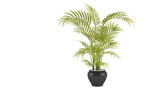 palm in the pot at the white background