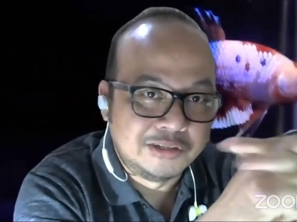 Tak Hanya Tanaman Hias, Harga Ikan Cupang Juga Meningkat di Masa Pandemi Tak Hanya Tanaman Hias, Harga Ikan Cupang Juga Meningkat di Masa Pandemi