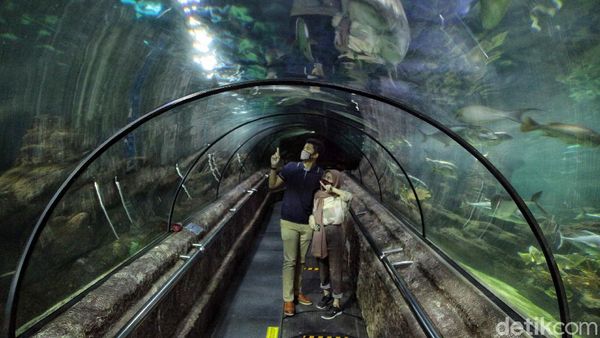 Asiik! PSBB Transisi Berlaku, Sea World Ancol Kembali Dibuka