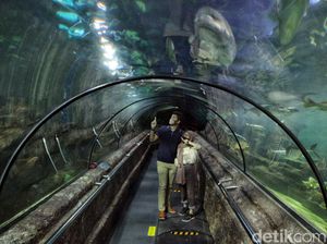Asiik! PSBB Transisi Berlaku, Sea World Ancol Kembali Dibuka