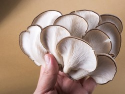 Sering Makan Jamur Tiram Bisa Turunkan Kolesterol dan Bikin Awet Muda