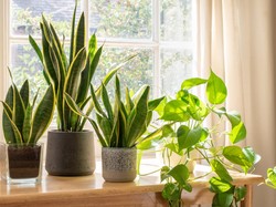 4 Tanaman yang Cocok Ditaruh di Kamar Anak