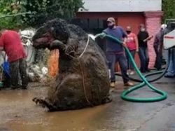 Mengenal Tikus Got, Si Tukang Makan yang Punya Banyak Skill