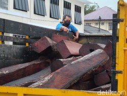 Pencuri Kayu di Tasik Ditangkap, 56 Batang Mahoni Diamankan